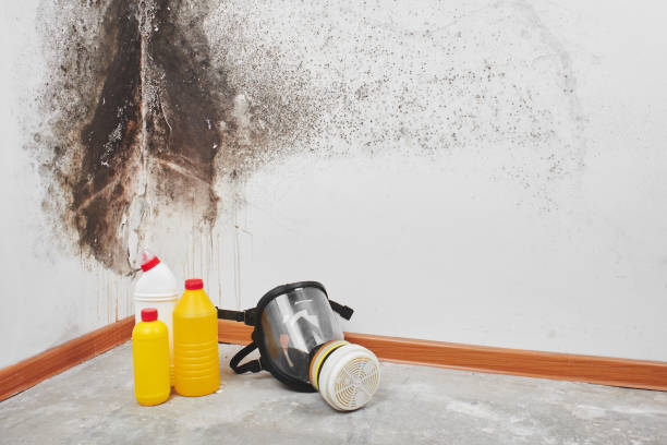 Best Commercial Mold Removal  in Byram Center, NJ