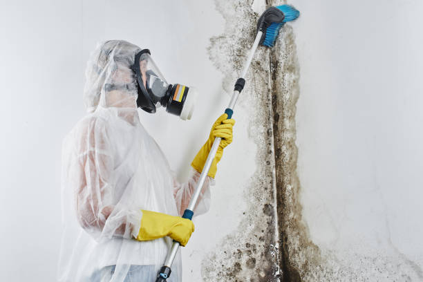 Best Mold Removal Process  in Byram Center, NJ