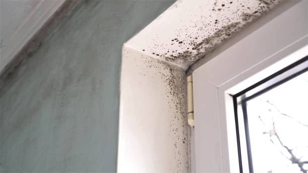 Best Mold Remediation  in Byram Center, NJ