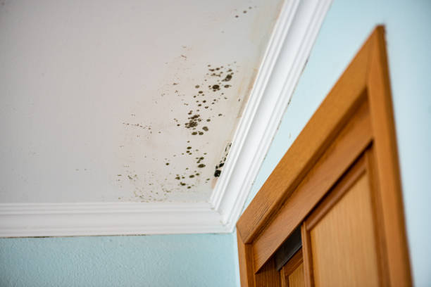 Best Home Mold Removal  in Byram Center, NJ