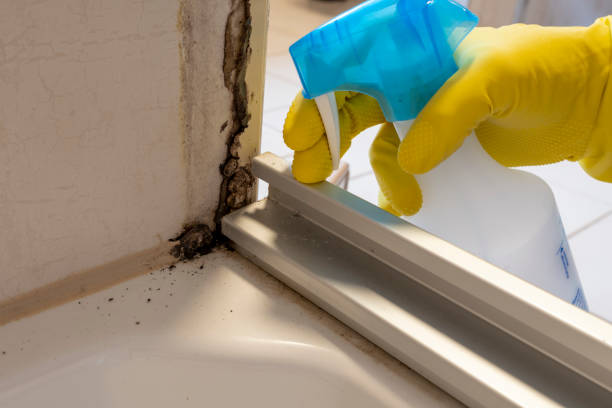 Best Mold Remediation  in Byram Center, NJ