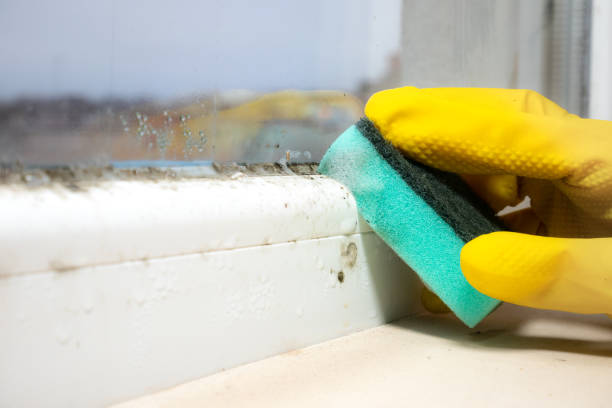 Best Best Mold Removal Companies  in Byram Center, NJ