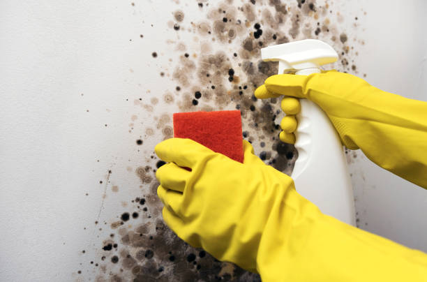 Best Mold Cleaning Services  in Byram Center, NJ