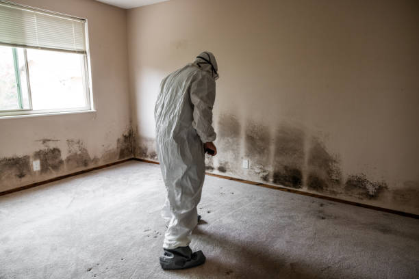 Trusted Byram Center, NJ Mold Removal Experts