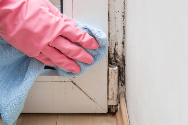 Best Black Mold Removal  in Byram Center, NJ